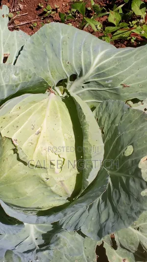 Quality Cabbages