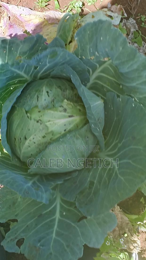 Quality Cabbages - thumbnail 2