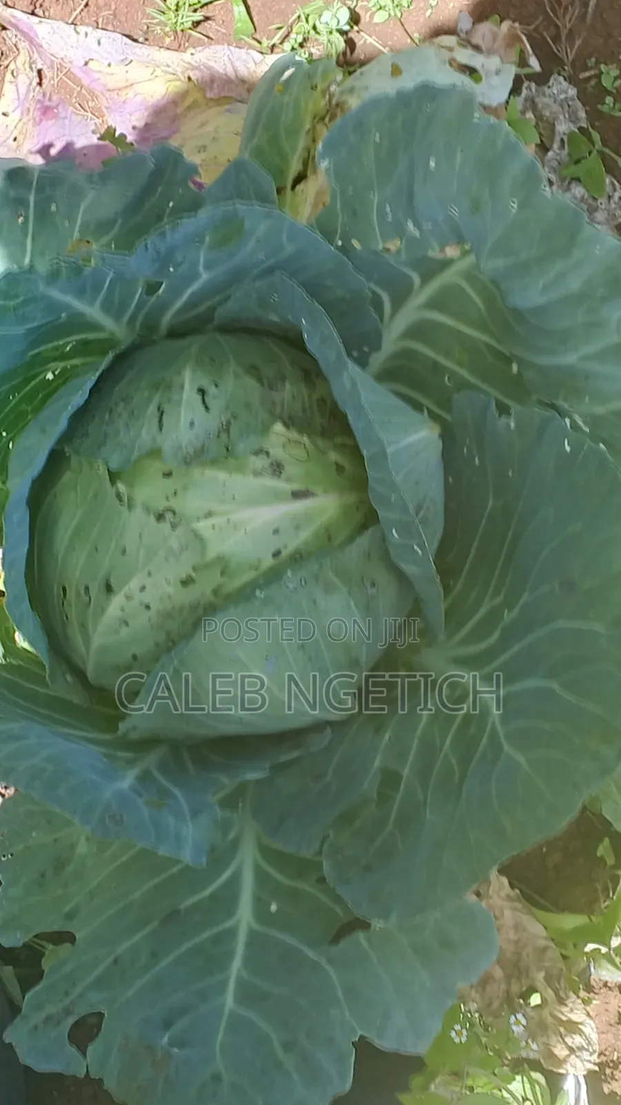 Quality Cabbages
