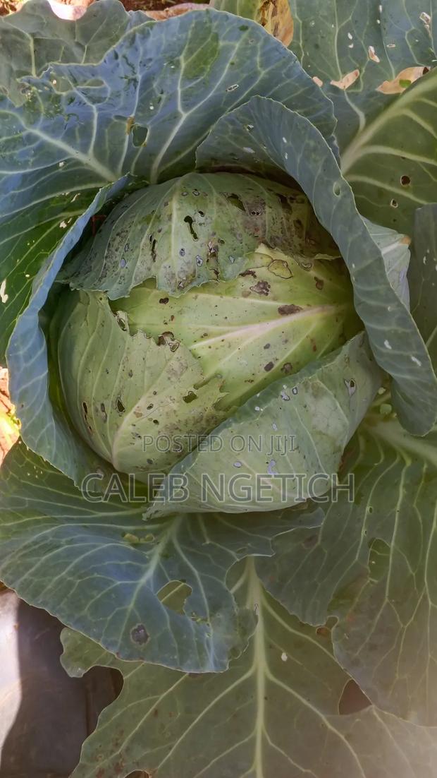 Quality Cabbages - thumbnail 3