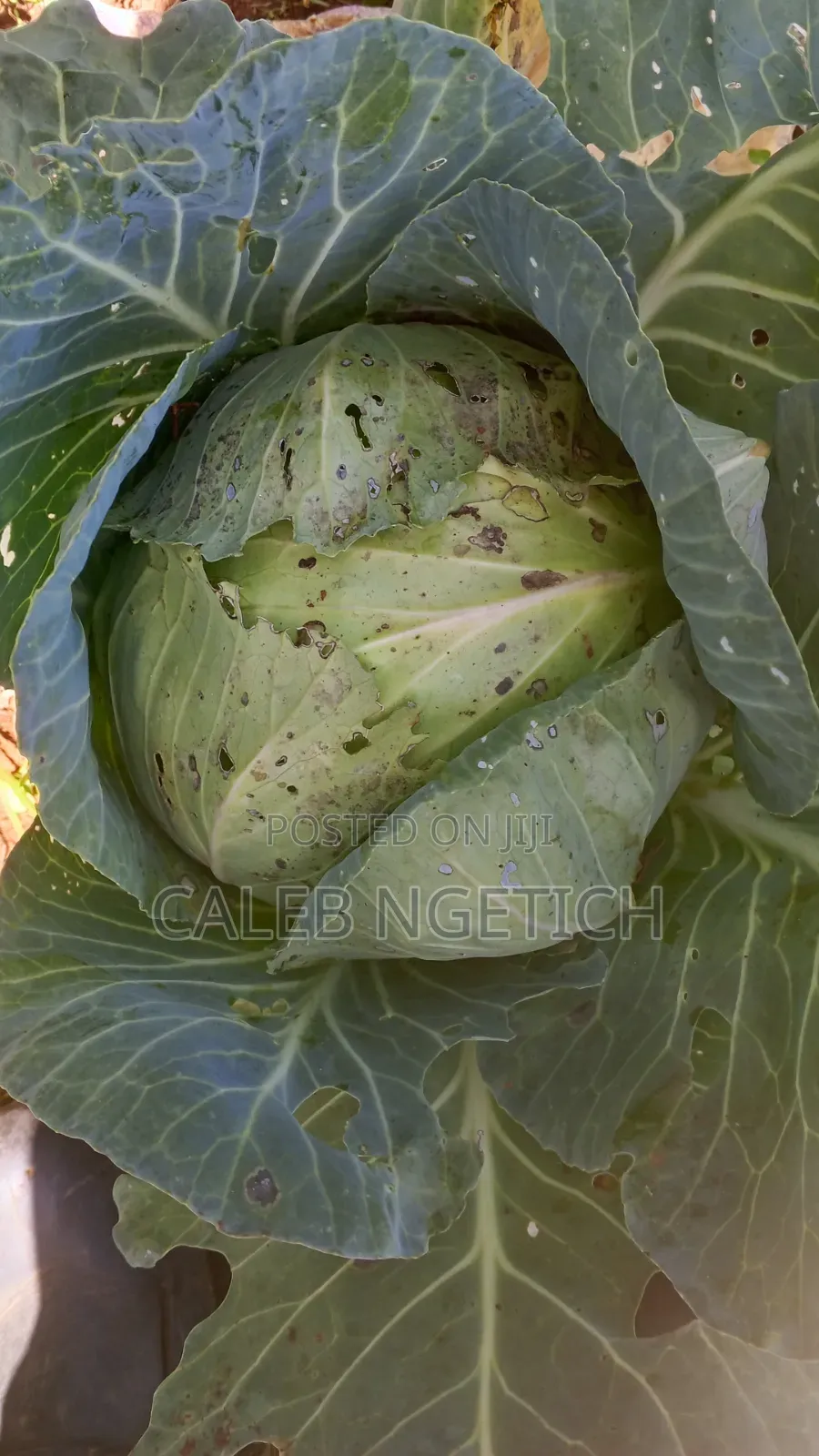 Quality Cabbages
