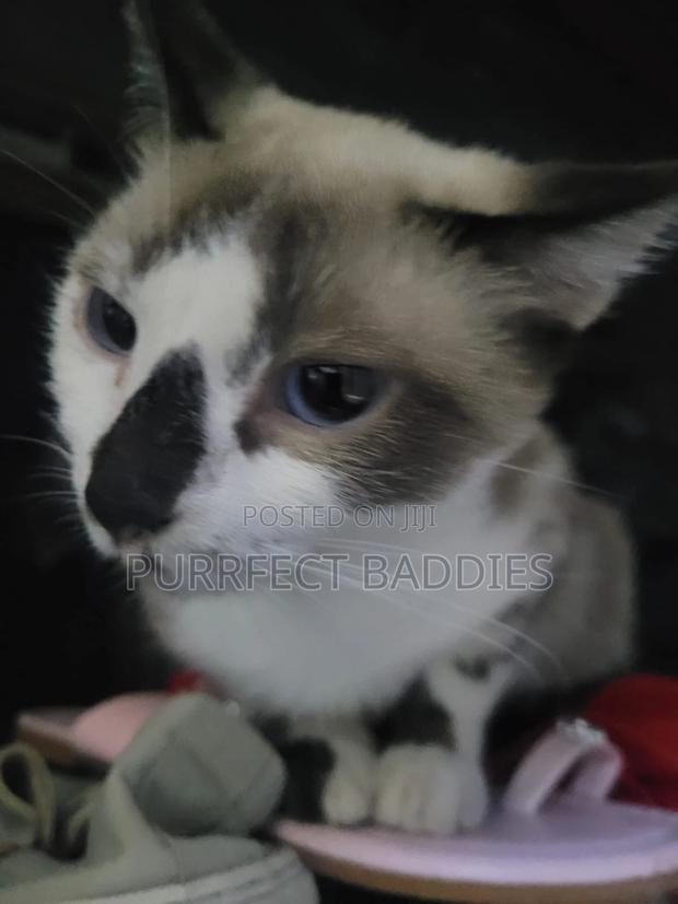 1+ year Female Purebred Siamese