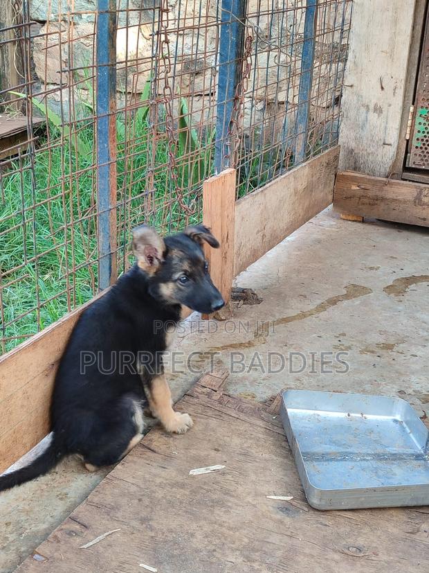 3-6 months Male Purebred German Shepherd - thumbnail 3