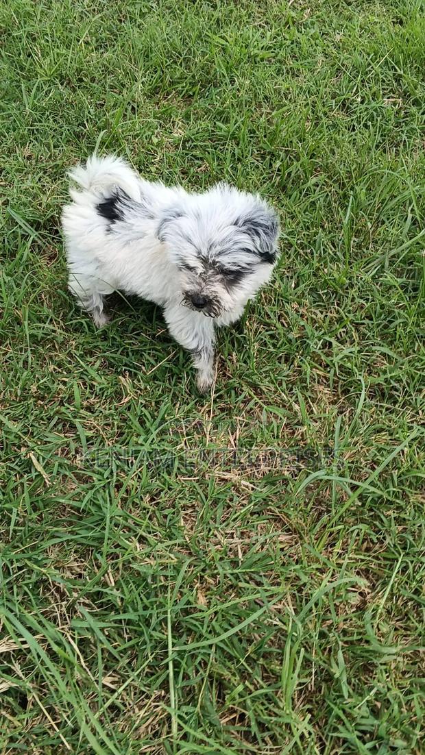 1-3 months Male Purebred Havanese - main view