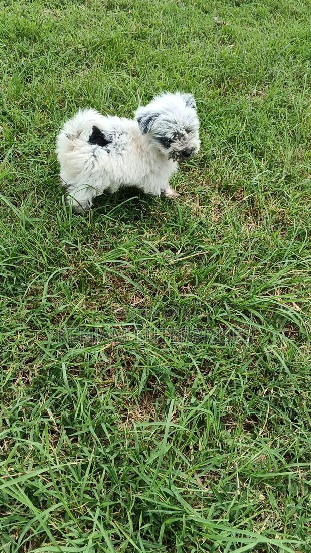 1-3 months Female Purebred Havanese - main view