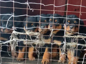 1-3 months Male Purebred Rottweiler