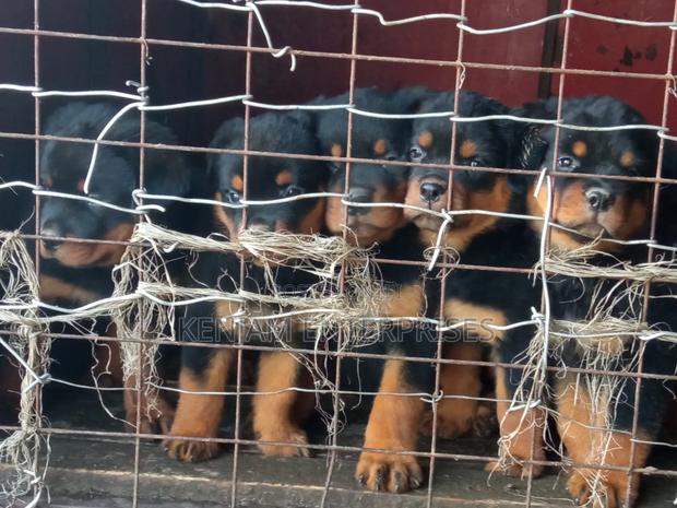 1-3 months Female Purebred Rottweiler