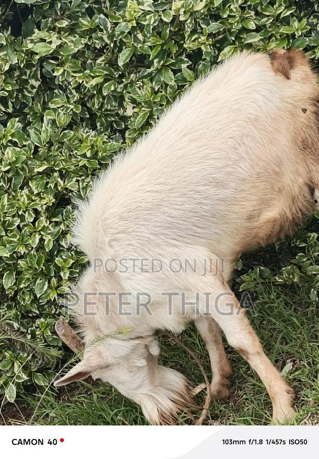 Dairy Goats - main view