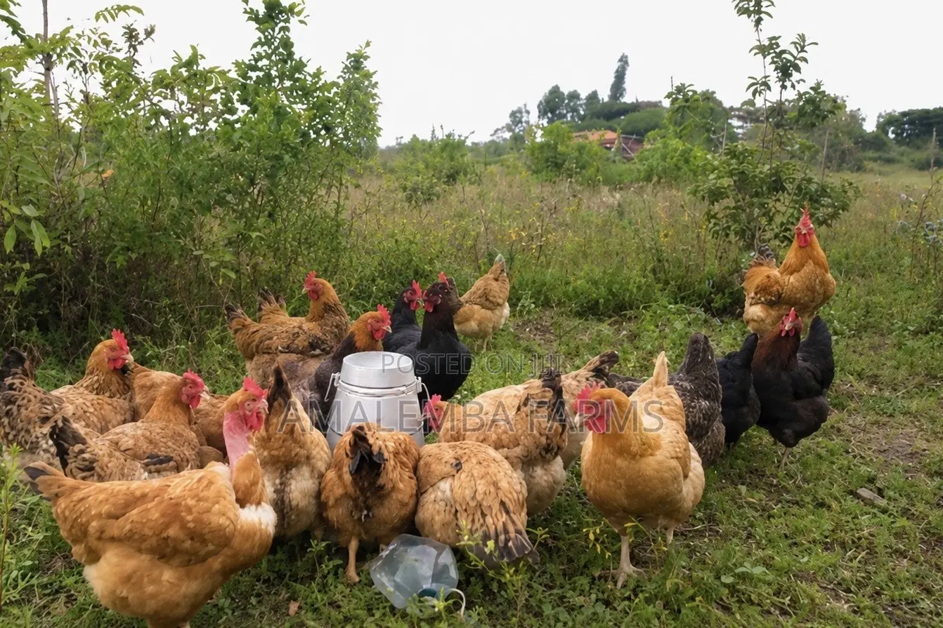 Improved Kienyeji Chickens for Sale – Vihiga Kisumu (Delivery)