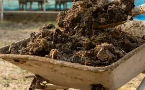 Cow Compost Manure
