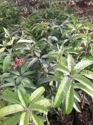 Quality Grafted Apple Mangoes