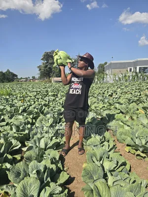 Wholesale Gloria F1 Matured Cabbages