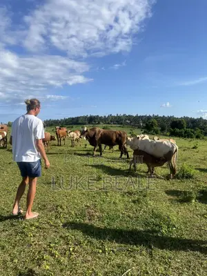 Fleckvieh Bulls F3
