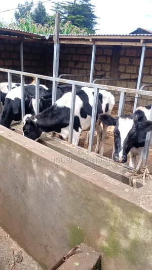 Holstein Friesian Bulling Heifers Ready for Serving