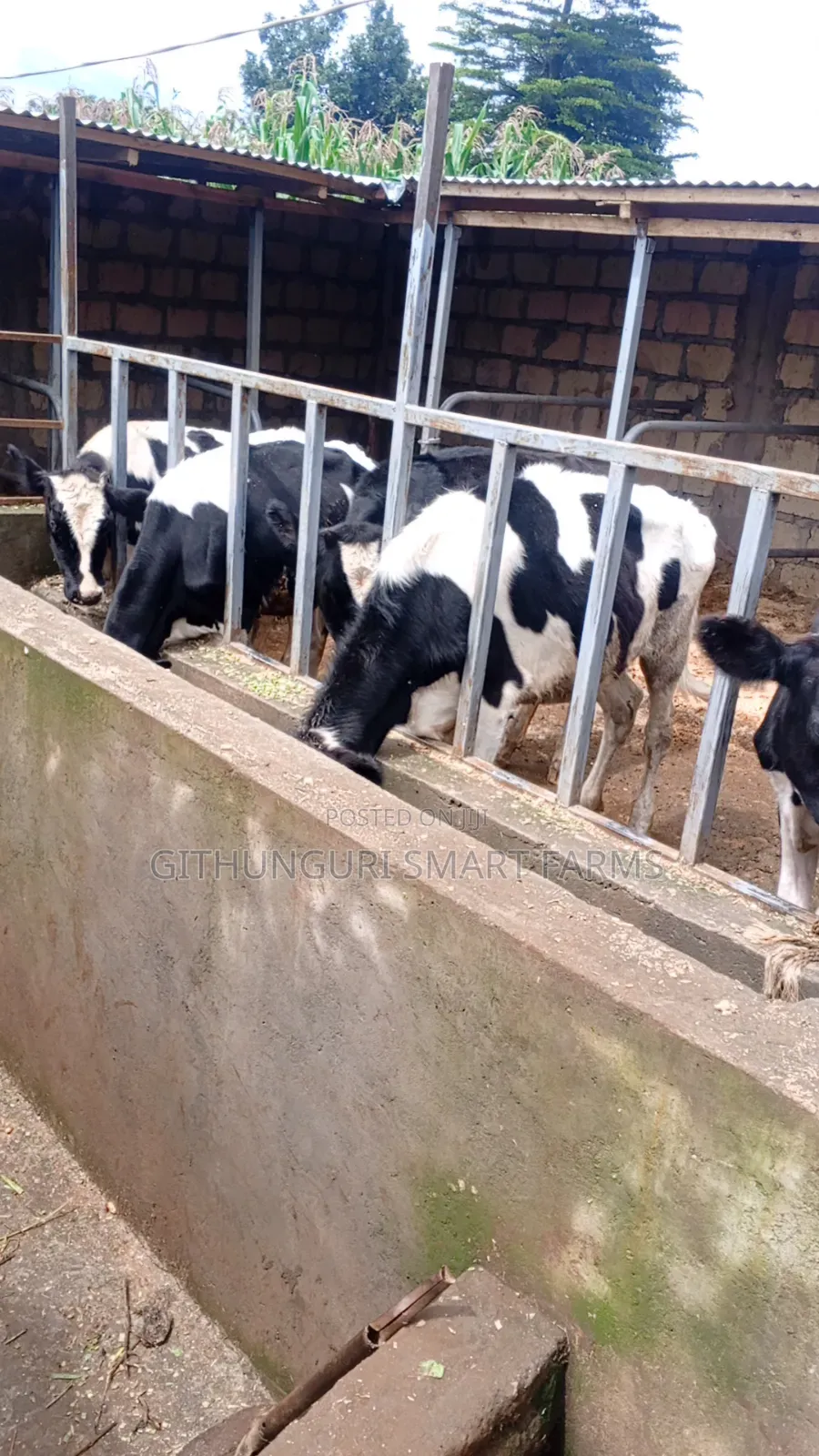 Holstein Friesian Bulling Heifers Ready for Serving