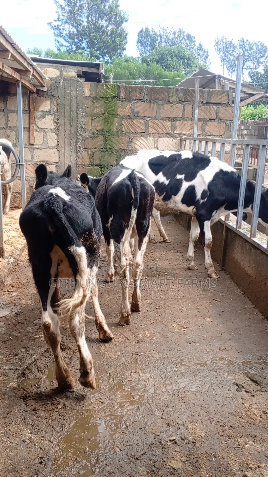 Holstein Friesian Bulling Heifers Ready for Serving