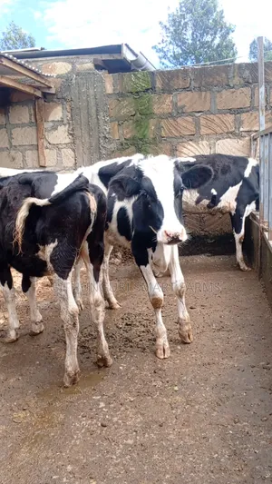 Holstein Friesian Bulling Heifers Ready for Serving