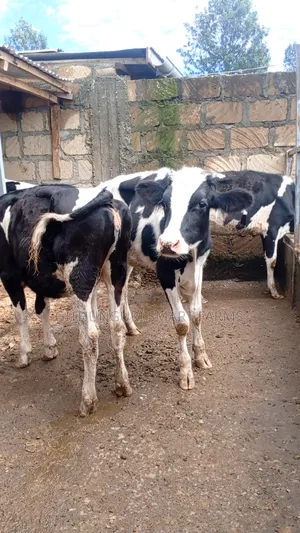 Holstein Friesian Bulling Heifers Ready for Serving