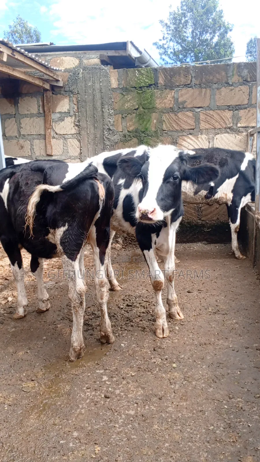 Holstein Friesian Bulling Heifers Ready for Serving