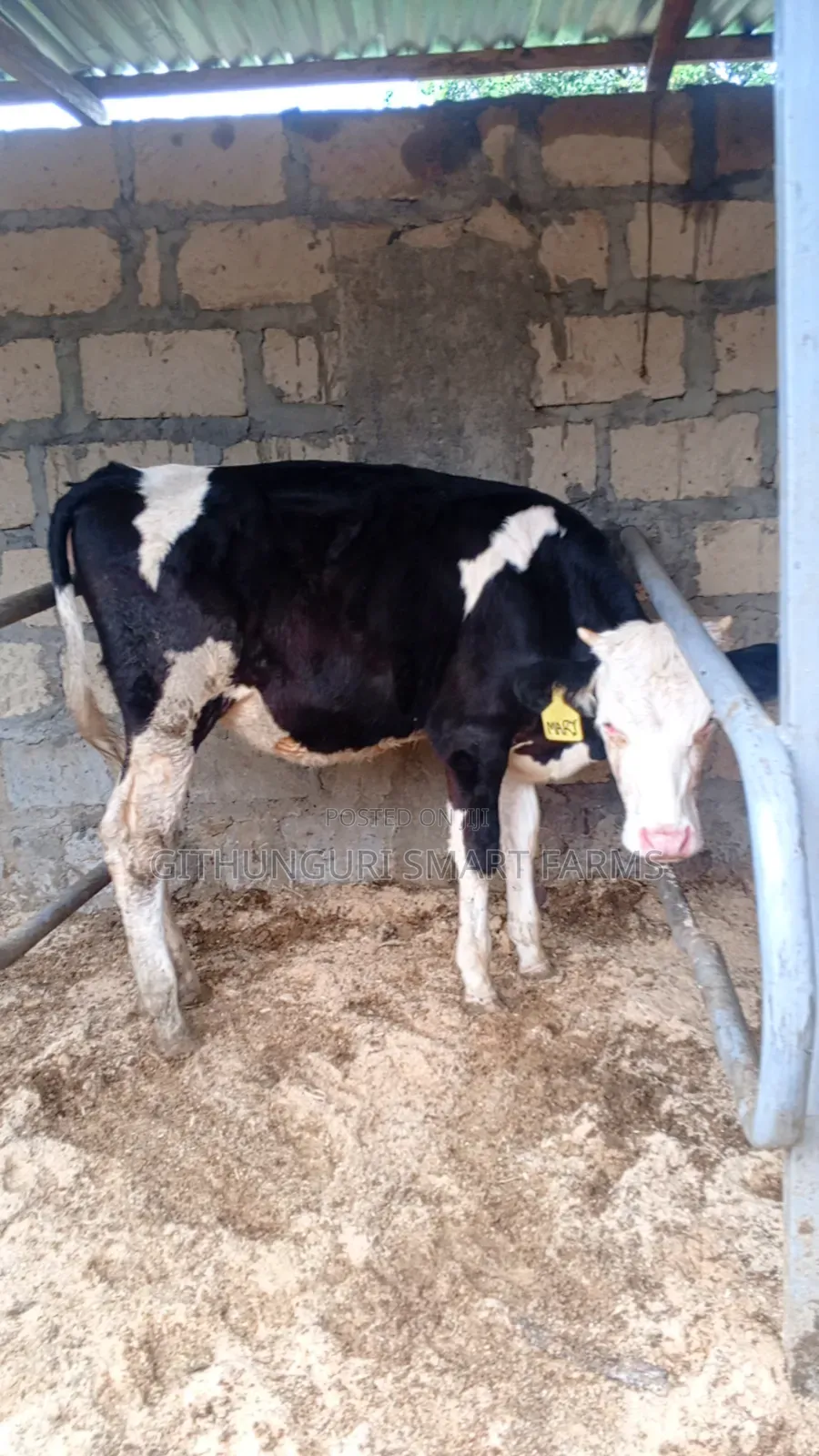 Holstein Friesian Bulling Heifers Ready for Serving