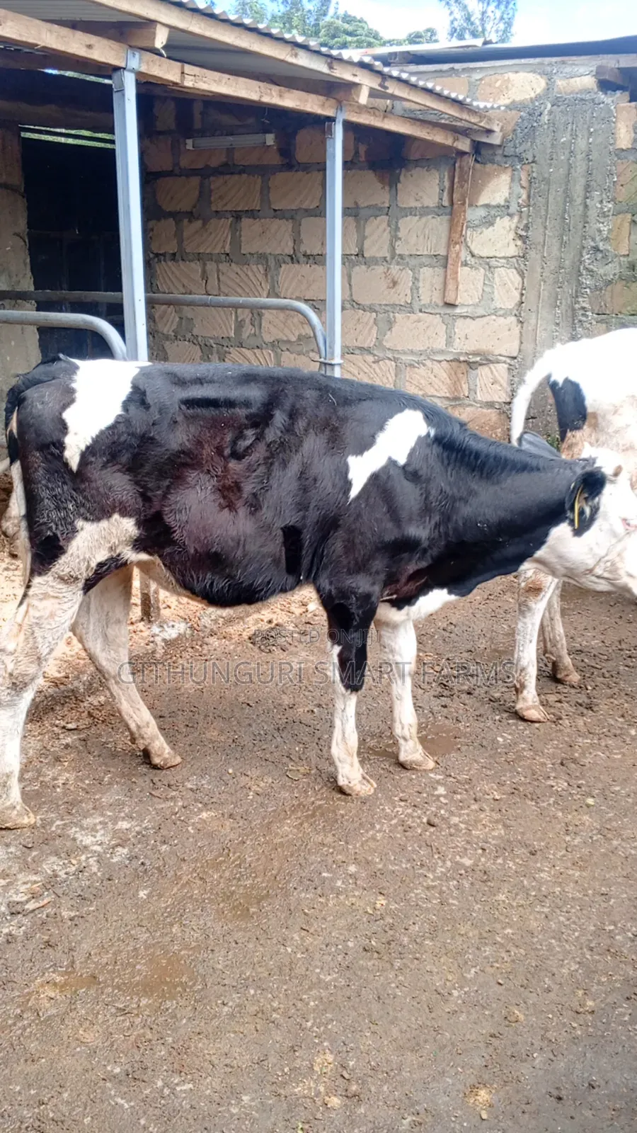 Holstein Friesian Bulling Heifers Ready for Serving