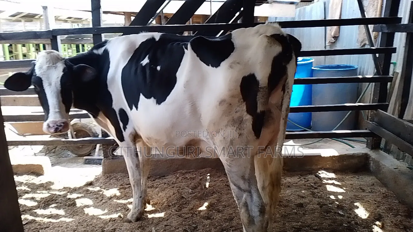 Pedigree Holstein Friesian Incalf Heifers