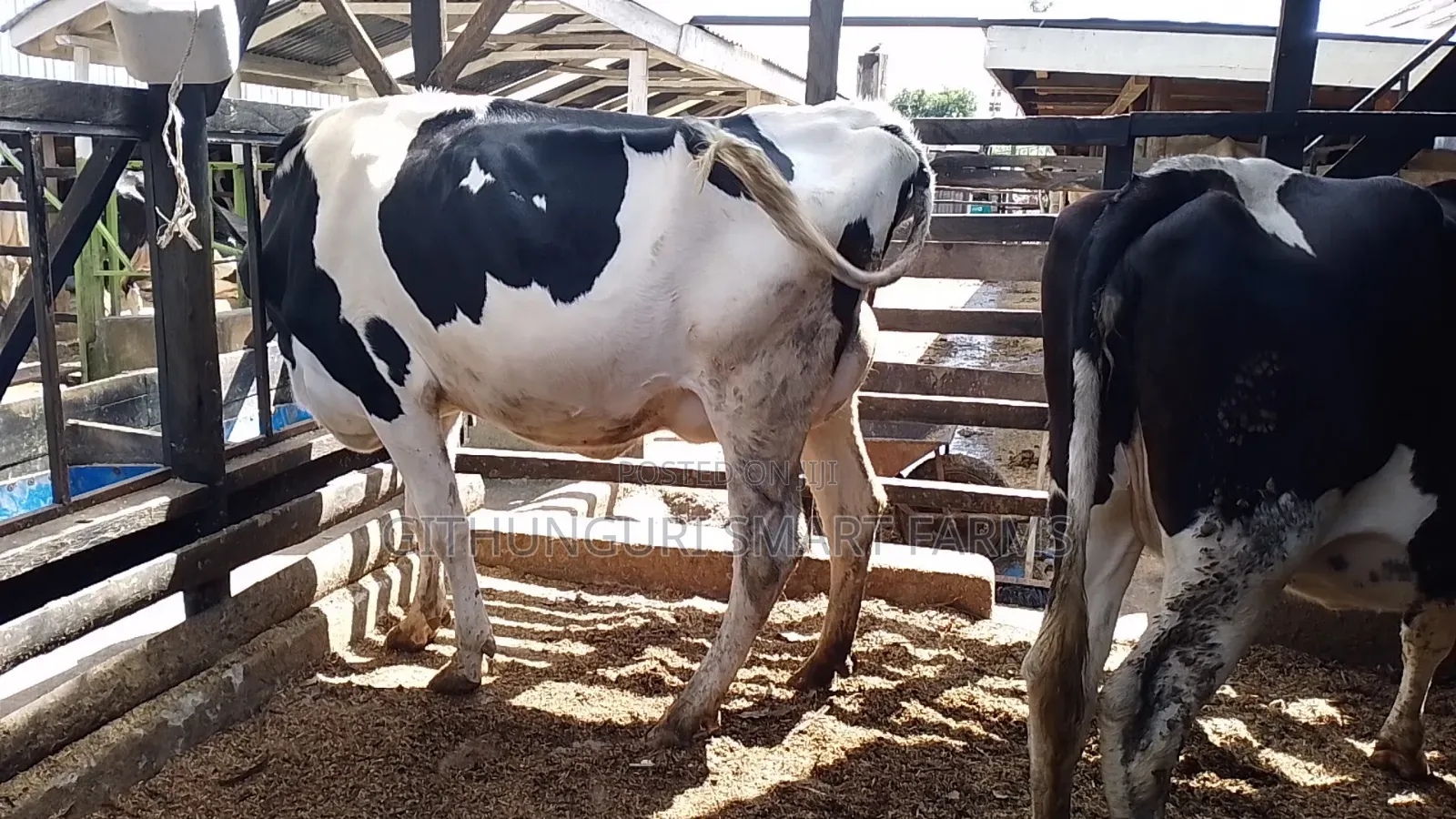 Pedigree Holstein Friesian Incalf Heifers
