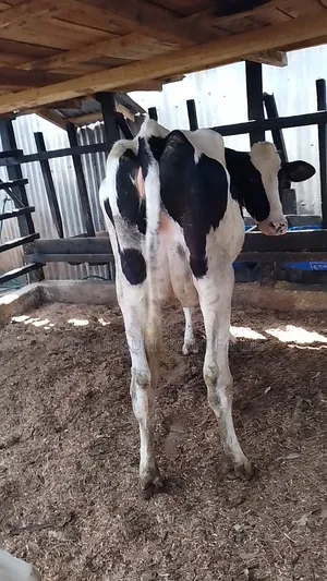 Pedigree Holstein Friesian Incalf Heifers