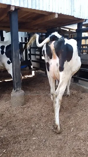 Pedigree Holstein Friesian Incalf Heifers