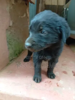 1-3 months Female Purebred Labrador Retriever