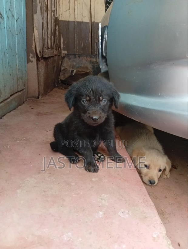1-3 months Female Purebred Labrador Retriever - thumbnail 2