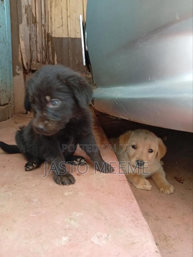 1-3 months Female Purebred Labrador Retriever - thumbnail 4