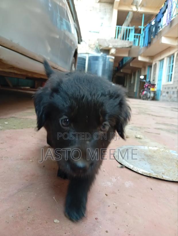 1-3 months Female Purebred Labrador Retriever - thumbnail 5