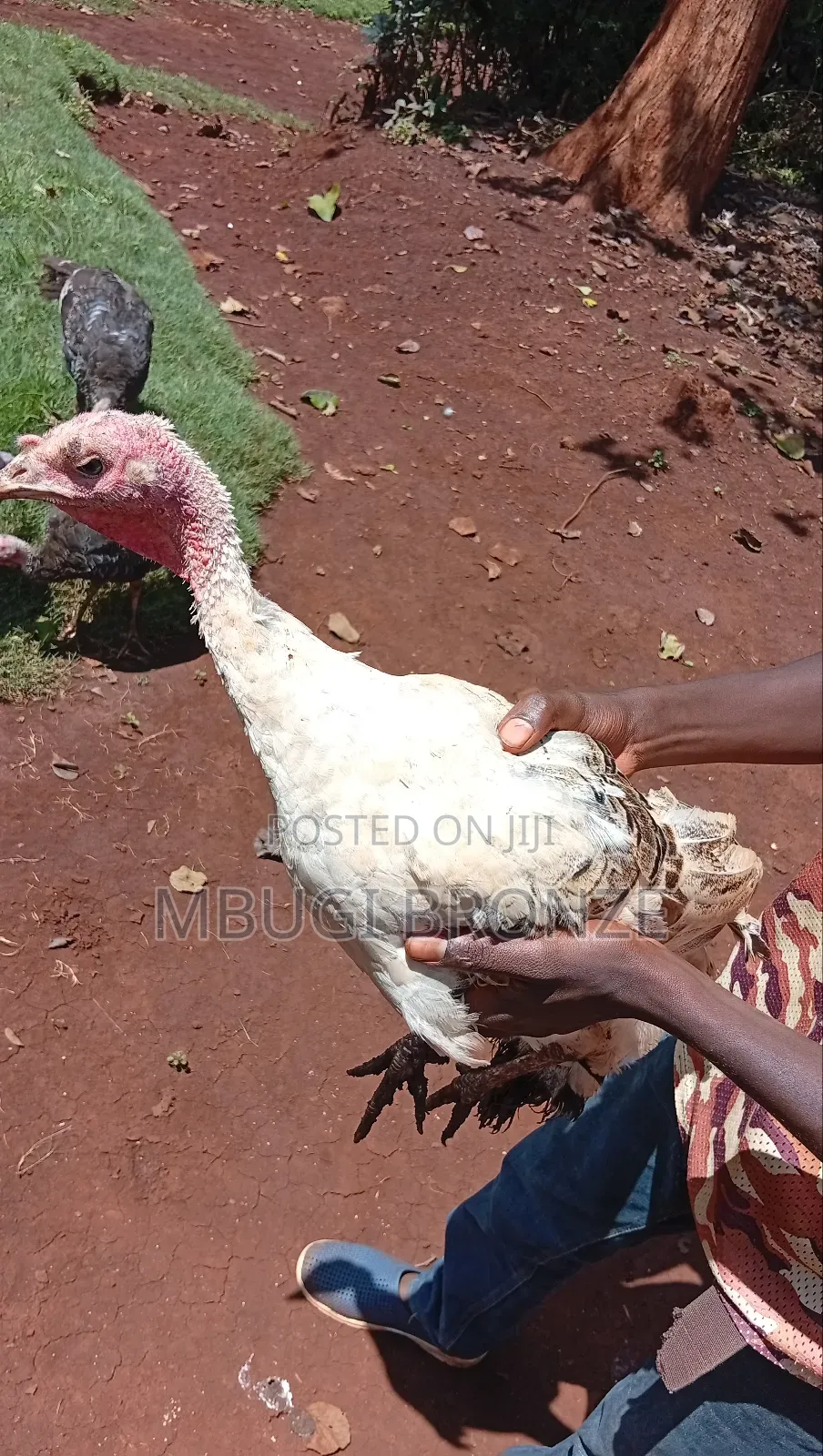 Selling Turkey