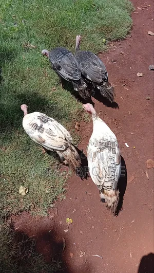 Selling Turkey