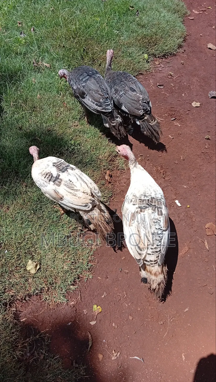 Selling Turkey