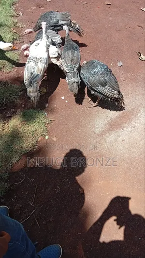 Selling Turkey