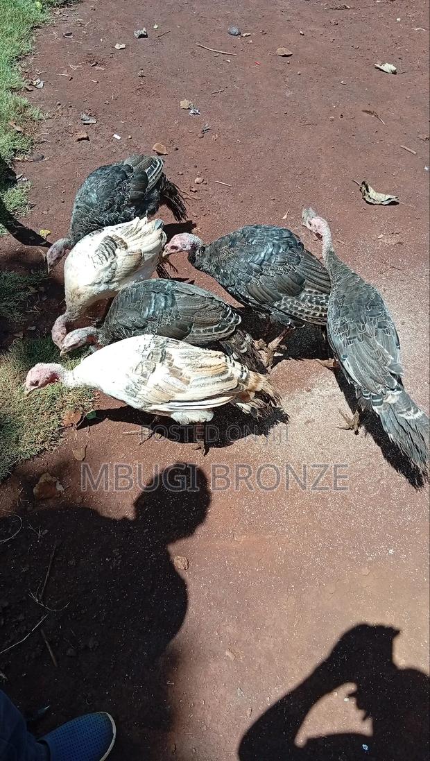Selling Turkey - thumbnail 4