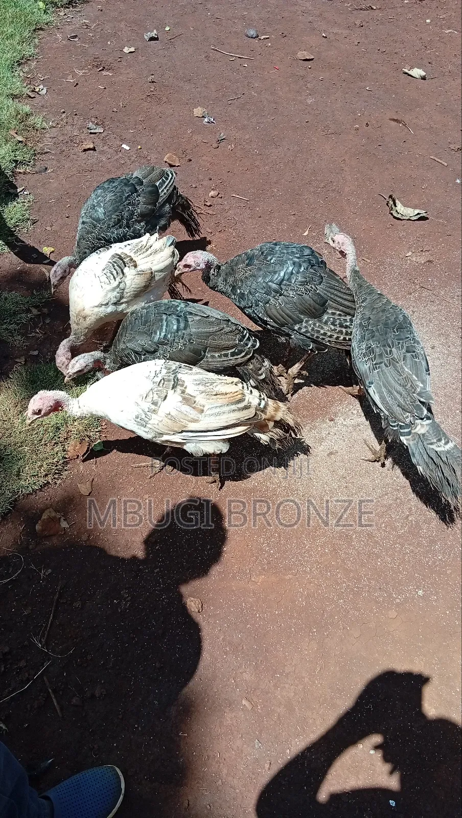 Selling Turkey