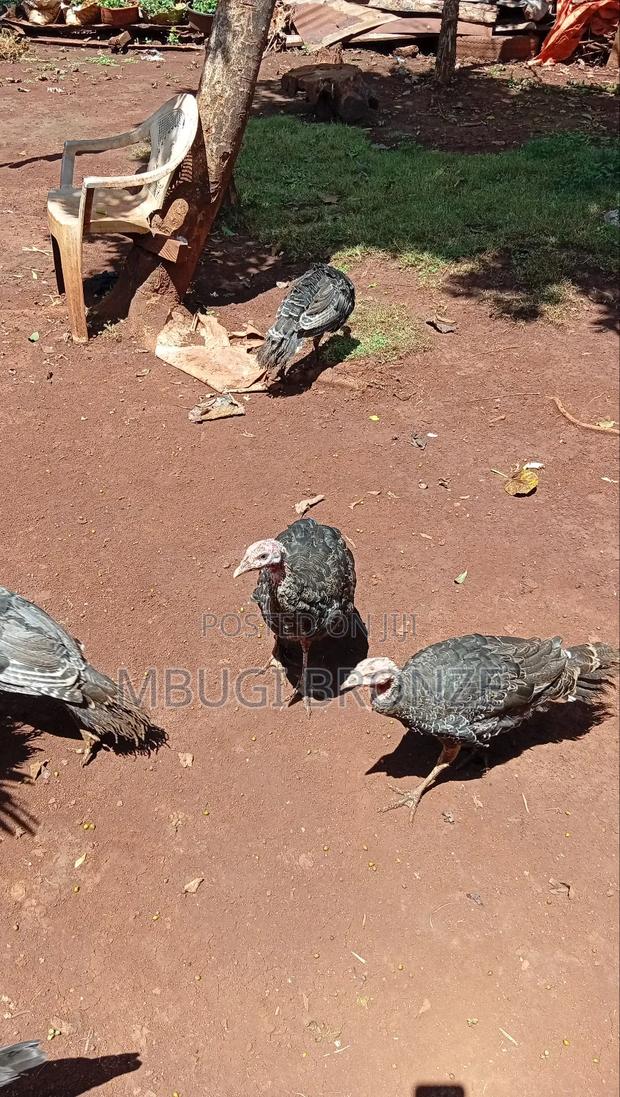 Selling Turkey - thumbnail 6