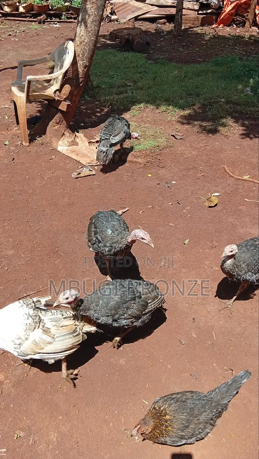 Selling Turkey
