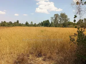 3.5 Acres on Sale Nanyuki [ Mirera ]