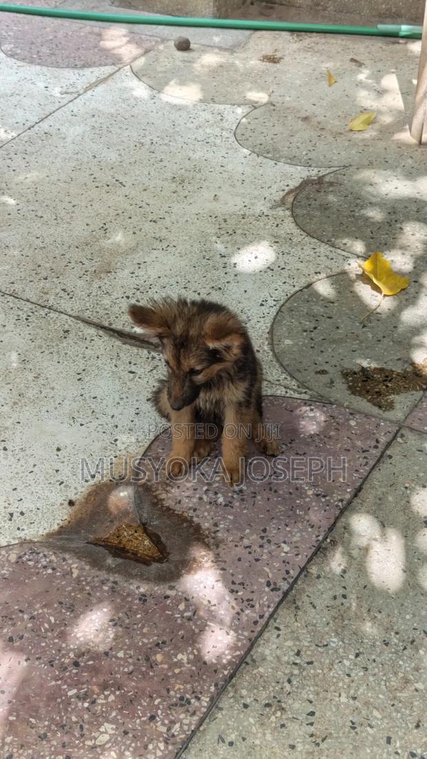 1-3 months Male Purebred German Shepherd - thumbnail 3