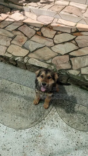 1-3 months Male Purebred German Shepherd