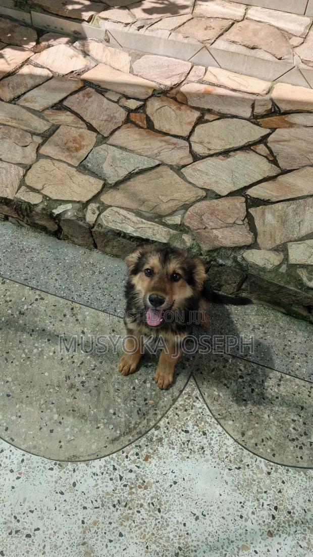 1-3 months Male Purebred German Shepherd