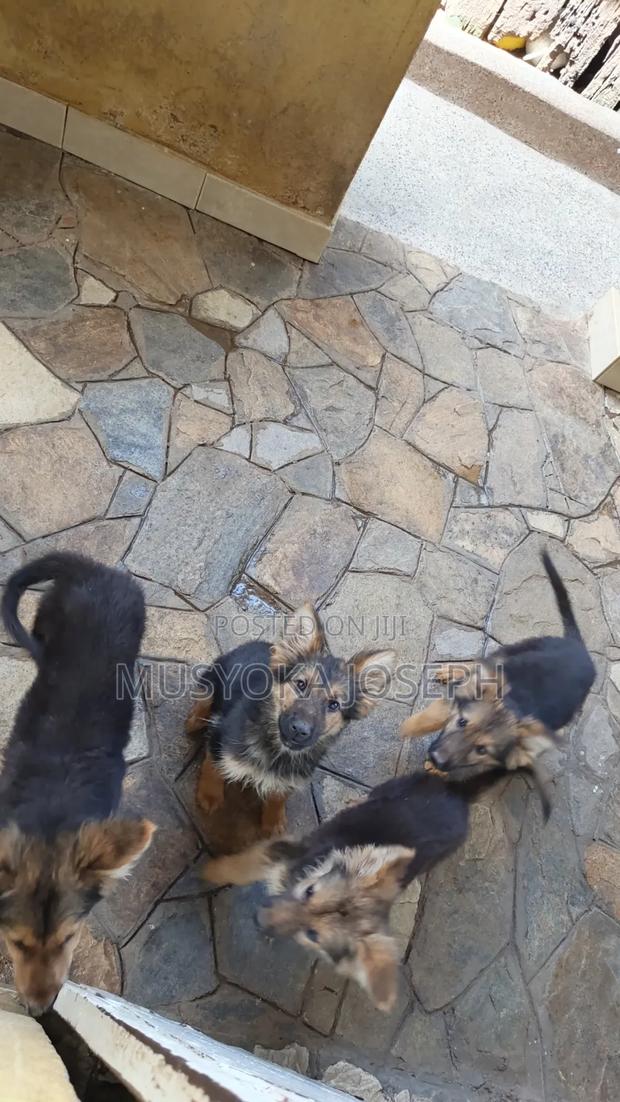1-3 months Male Purebred German Shepherd - thumbnail 5