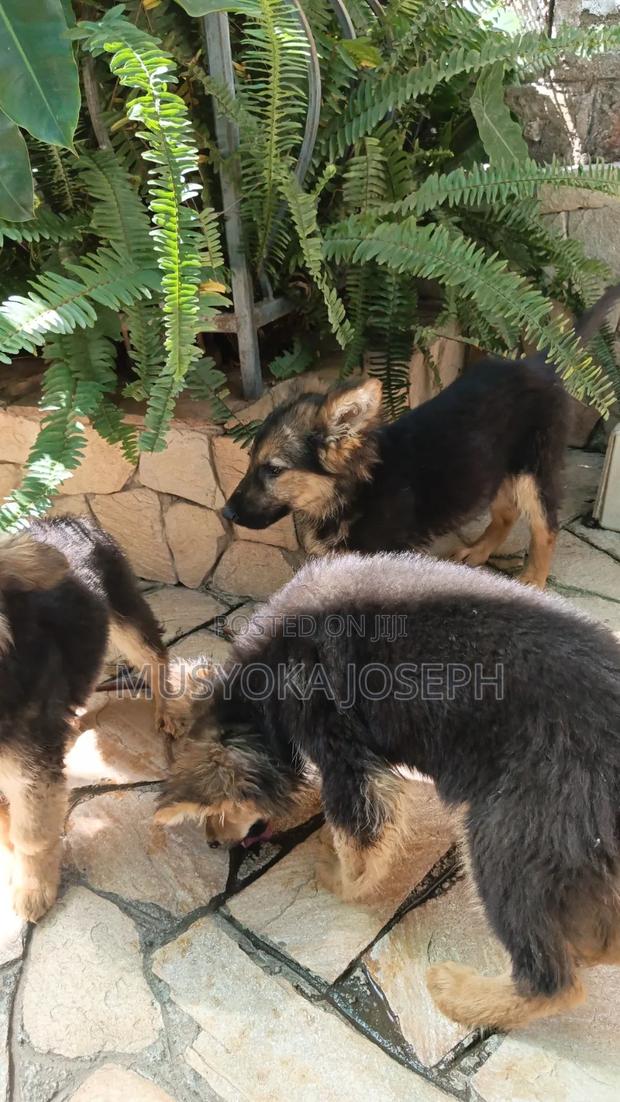 1-3 months Male Purebred German Shepherd - thumbnail 6