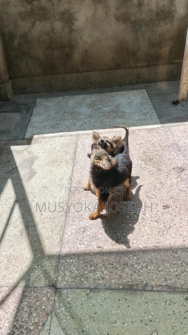 1-3 months Male Purebred German Shepherd - thumbnail 7