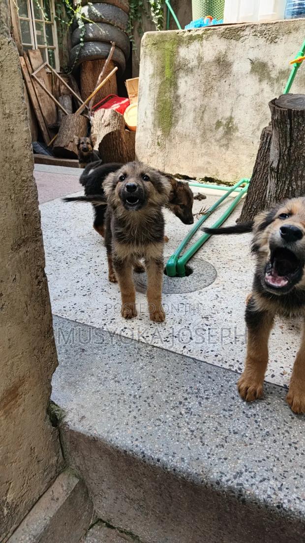 1-3 months Male Purebred German Shepherd - thumbnail 8