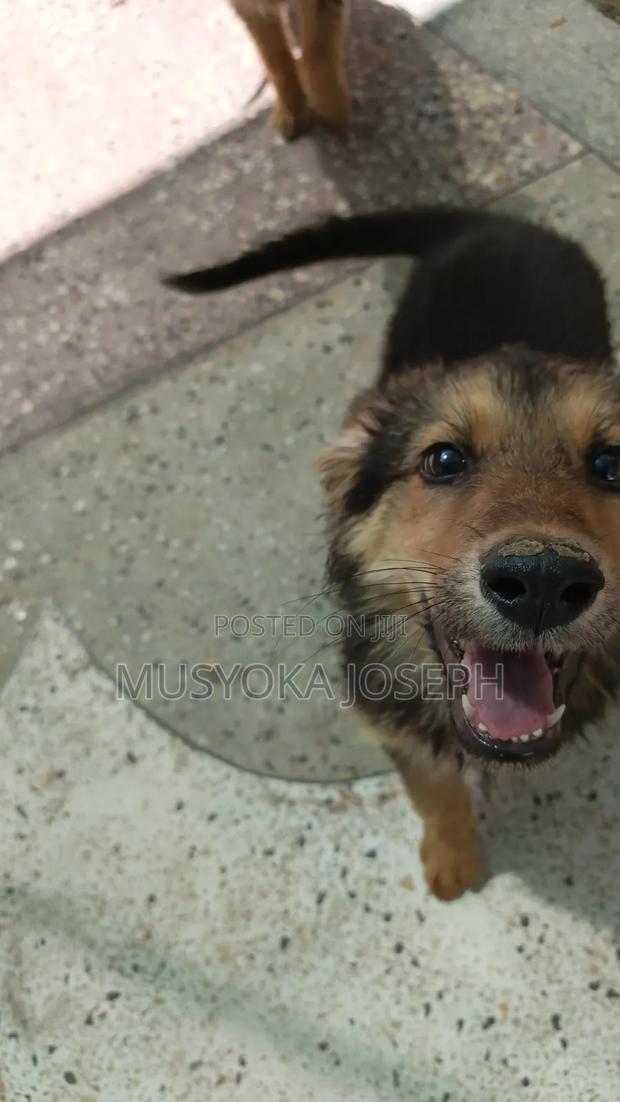 1-3 months Male Purebred German Shepherd - thumbnail 9